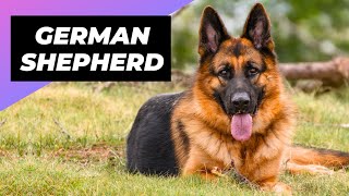 German Shepherd 🐶 What To Expect As A New Owner [upl. by Goto]