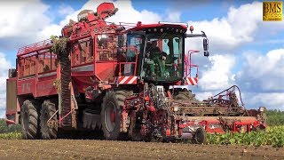 Rübenernte  Holmer TerraDos T440 Rübenroder  Zuckerrüben für Nordzucker Uelzen beet harvest [upl. by Mosi]