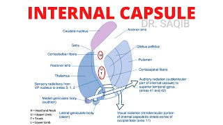 Internal Capsule  Parts  Relations  Fibers  Clinical Anatomy [upl. by Ailegra]