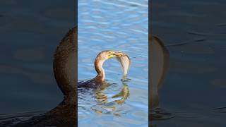 Experience bird diving from the water shorts relaxing nature [upl. by Georglana249]