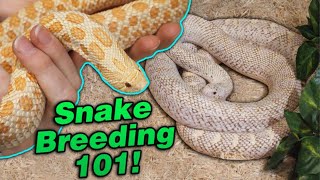 Snake Breeding Part 3 Waking up from Brumation [upl. by Aynotal]