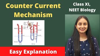 Counter Current Mechanism  Human Physiology  Class XI  NEET [upl. by Hama]