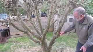 How to prune figs in a cool climate for first breba crop fig production [upl. by Mendoza550]