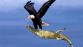 The Best Of Eagle Attacks 2018  Most Amazing Moments Of Wild Animal Fights Wild Discovery Animals [upl. by Atinat575]