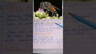 bsc zoology apiculture honeybeehandwrittennotesbiologysyllabus shortvideoyoutubeshorts ✨ 🤗✍️ [upl. by Neoma]