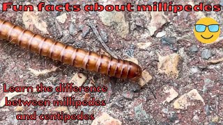 Fun facts about millipedes  See this one up close [upl. by Herbst]