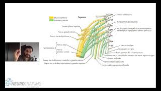 PLEXO LUMBOSACRO ANATOMIA FACIL [upl. by Baugh]