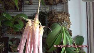 Bulbophyllum longissimum [upl. by Valeria]