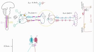 Neurology  integrative review of graded potential action potential neurotransmitters [upl. by Atnahsal]