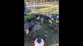 The Pullets Get a New Home [upl. by Stalder]