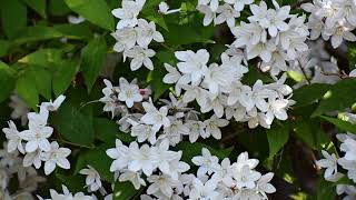 How to Grow Deutzia [upl. by Annayt]