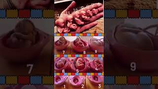 Fetal Development in the Womb 😍💯 [upl. by Ynffit649]