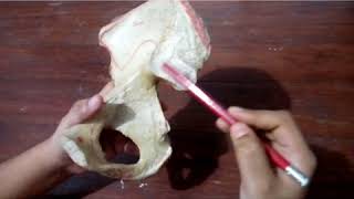 Anatomy of Hipbone Ilium  Feature Attachment  Bangla Demonstration of Hipbone  Ilium Anatomy [upl. by Maclean933]