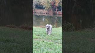 Wolfhound in the wild… irishwolfhound [upl. by Aileen]