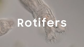 Rotifers [upl. by Negriv458]