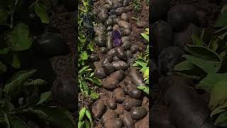 Black potato harvesting process [upl. by Fantasia]