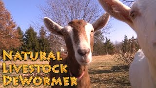 Natural Livestock Dewormer  no harsh chemicals  Deworm Goats Chickens Livestock Dogs etc [upl. by Joaquin]