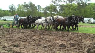 North Carolina Work Horse and Mule Association [upl. by Yelrah]