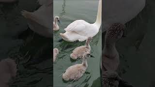 Serenaded by Swans A Morning Boat Ritual [upl. by Drud885]