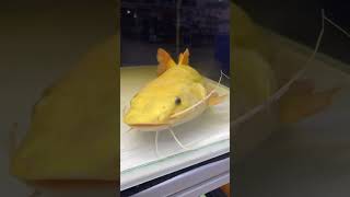 Albino platinum catfish albino catfishfish freshwaterfish [upl. by Piero]