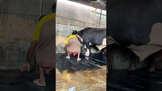 Workers Fix The Giant cow Mats After Cleaning The Farm Every Day  Cattle Farming 2024 [upl. by Kris]