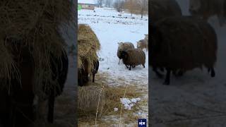 Gutshausretter Die Schafe brechen aus doku ndr gutshaus ndrdoku shorts [upl. by Garling]