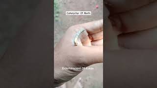 Caterpillar Of Moth 😳 entertainmentofkokan kokan caterpillar moths कोकण reels shorts trend [upl. by Bornie]