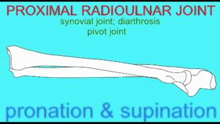 AP1 SKELETAL SYSTEM RADIOULNAR JOINT [upl. by Niehaus742]