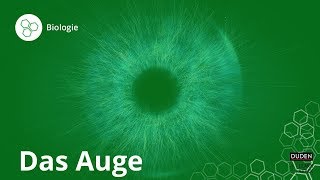 Das Auge So funktioniert Sehen – Biologie  Duden Learnattack [upl. by Collie118]