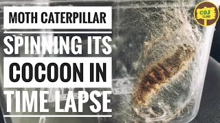 Moth Caterpillar Spinning Its Cocoon  including timelapse [upl. by Suivat]