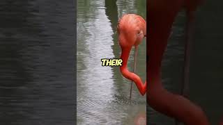 The Surprising Truth About Flamingos Nobody Tells You [upl. by Atiugram211]