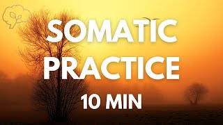 Somatic Exercises for Nervous System Regulation  10 Min Guided [upl. by Yras]