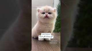 ragamuffin playfulpurr fawn catlover shortfeed persiancat kittencare kittensofinstagram [upl. by Stucker]