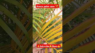 Areca palm care shorts viralvideo plantcare gardening indoorplants houseplant arecapalmcare [upl. by Ahtenak845]