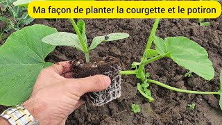 Comment je plante la courgette et le potiron afin dobtenir de grandes quantités  2024 [upl. by Loredo334]