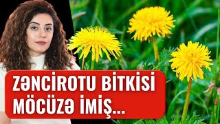 HÉ™kimlÉ™rin GizlÉ™tdiyi MÃ–CÃœZÆ SARI BÄ°TKÄ°  ZÆNCÄ°ROTU [upl. by Trip618]