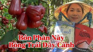 Cách Bón Phân Đất Cho Cây Ăn Trái Mận Trồng Trong Chậu Ra Bông Trái Đầy Cành [upl. by Terrance]