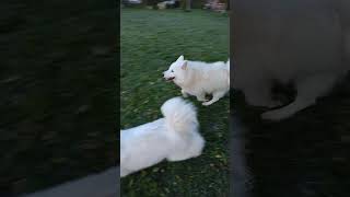 Samoyed morning zoomies dogshorts [upl. by Cathrine229]