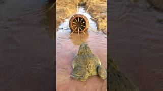 Survival Skills Simple and Useful with Clay Frog Trap survival bushcraft camping shrots [upl. by Allsopp]