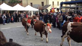 Transumanza di Settimo Vittone capre pecore cavalli asini mucche tori La Desnalpà [upl. by Ytnom]