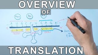 Overview of Translation  Protein Synthesis [upl. by Tuckie]