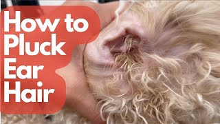 HOW TO PLUCK DOG EAR HAIR [upl. by Offen596]