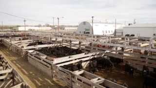 Ogallala Livestock Market [upl. by Llertnod79]