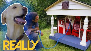 Hero Dog ‘Lookback’ Get His Own CustomBuilt Doghouse  Pit Bulls amp Parolees [upl. by Natsrik]