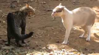 Bôsco Vídeo 133 Briga de gato  Felinos amp território [upl. by Eah169]