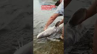 Sturgeon are catch and release in Idaho fishing fish fishinglife funny fishingshorts [upl. by Ahsratan140]