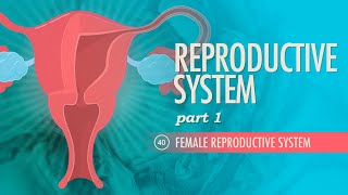 Reproductive System Part 1  Female Reproductive System Crash Course Anatomy amp Physiology 40 [upl. by Jessen]