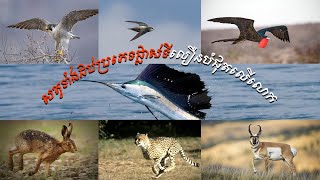 សត្វដប់ប្រភេទដែលបំលាស់ទីលឿនបំផុតក្នុងលោក  The 10Animals moving fastest in the world [upl. by Gloriane927]