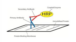 How to optimize your western blot for immunodetection [upl. by Alitta]