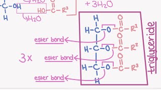 AQA A LEVEL BIOLOGY TOPIC 13  lipids [upl. by Kcirdes997]